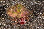 Phimochirus