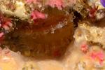Mollusca
