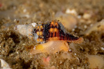 Buccinoidea