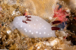 Cadlina