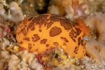 Discodorididae