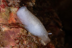 Gastropoda