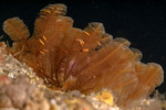 Hydrozoa