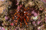 Cucumariidae