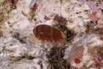 Caenogastropoda