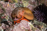 Vetigastropoda