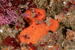 Clathria