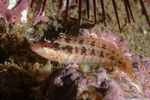 Labrisomidae