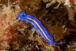 Miamirinae
