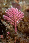 Corallinophycidae