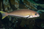 Caulolatilus