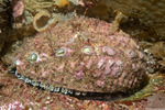 Vetigastropoda