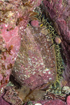 Haliotis