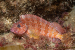 Labrisomidae