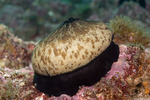 Vetigastropoda