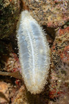 Labidodemas
