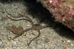 Asterozoa