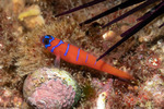 Gobiiformes