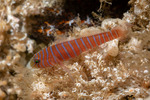 Gobiiformes