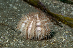 Strongylocentrotidae
