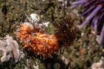 Holothuroidea