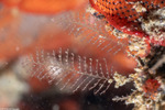 Plumularia