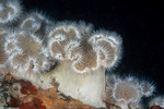 Metridium