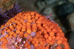 Metandrocarpa