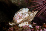 Ceratostoma