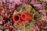 Adapedonta
