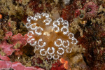Holozoidae