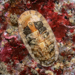Ischnochitonidae