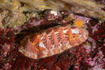 Ischnochitonidae
