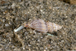 Conoidea
