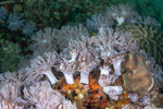 Corals