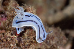 Chromodoridinae