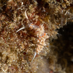 Facelinidae