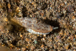 Buccinoidea