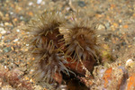 Corals