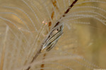 Mollusca