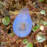 Arthropods