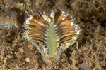 Corals