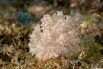 Aeolidioidea