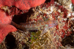 Gobiidae