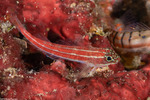 Tripterygiinae