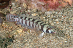 Actinopterygii