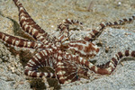 Incirrata