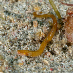 Syngnathidae