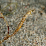Syngnathiformes