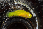 Lubricogobius